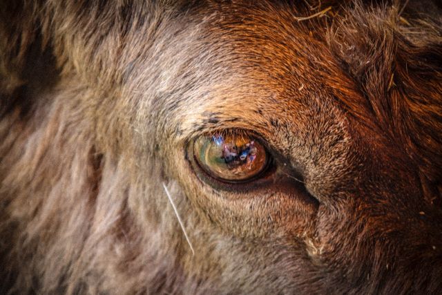 This image shows an extreme close-up of a brown cow's eye. The reflection in the eye features vivid colors, providing a unique perspective. Ideal for use in articles about animal photography, farm life, and nature details, or in presentations about curious animal facts and farm animals.