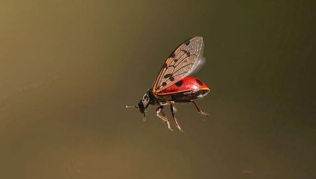 Macro ladybird taking flight showing translucent hindwings and red spotted elytra