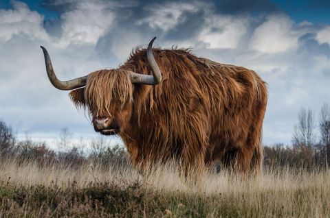 Majestic Highland Cow Standing in Open Pasture