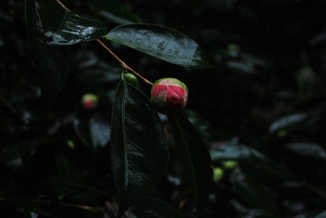 Fruit Cherry Berry - Download Free Stock Photos Pikwizard.com