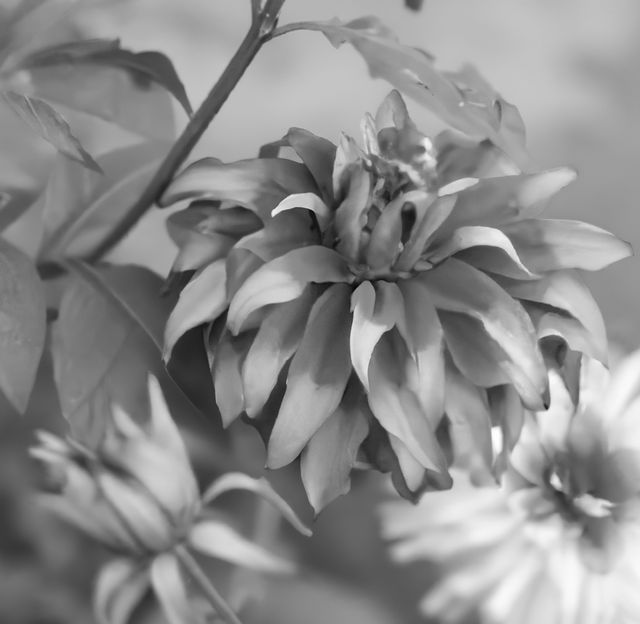 Close-up view of blooming flowers in black and white, showing detailed petals and leaves. Perfect for themes related to nature, elegance, and simplicity. Ideal for decorating spaces in a minimalist way or adding a touch of nature to monochrome art projects.