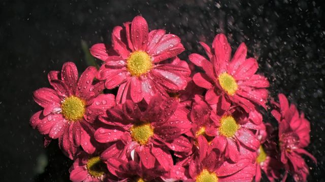 Glowing red daisies are showcased with water droplets on a dark background, capturing their vibrant hue and delicate structure. It highlights freshness and natural beauty. Perfect for designs focused on nature, garden aesthetics delivering a splash of color and a fresh-look effect. Ideal for marketing materials related to floristry or thematic home decor pieces.