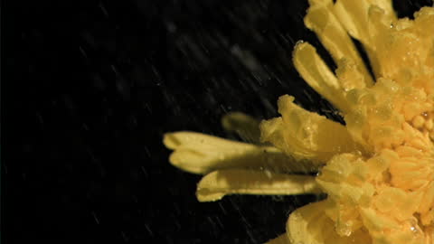 Close-up of Yellow Chrysanthemum in Slow Motion with Water Splash