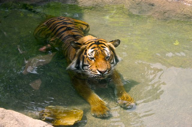 Bengal Tiger Relaxing in Water - Download Free Stock Photos Pikwizard.com