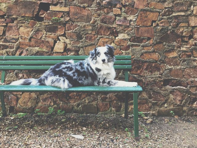 Border Collie Resting on Bench Against Stone Wall - Download Free Stock Photos Pikwizard.com