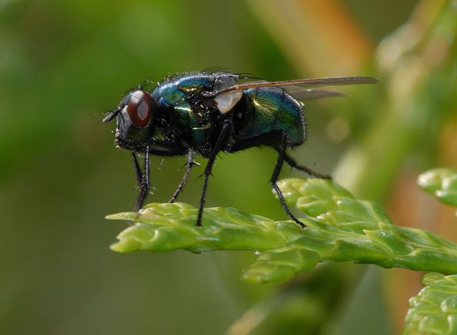 Detailed photograph capturing a bluebottle fly resting on a green leaf highlighting the intricate details of the insect and the vibrant colors. Ideal for use in environmental science projects, wildlife documentaries, insect research, and educational materials focused on biology and ecology.