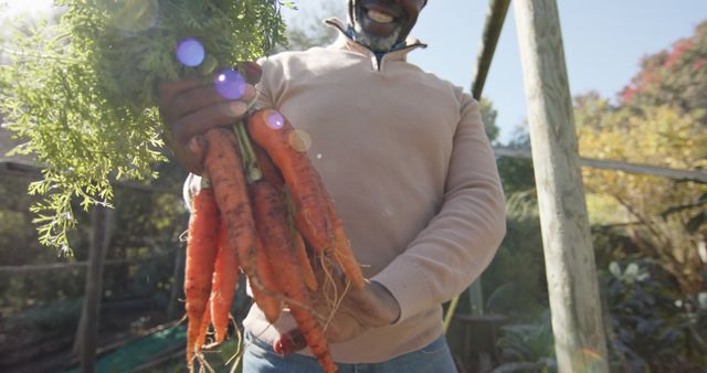 Farmer presenting freshly harvested bunch of carrots in a sunlit vegetable garden. Ideal for illustrating concepts related to sustainable farming, organic gardening, rural farming, and autumn harvest. Perfect for use in agricultural magazines, farming blogs, and garden supply ads.
