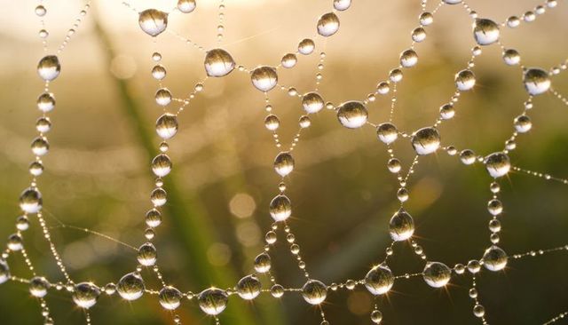 Dew-Dotted Spider Web Refracting Sunrise Light in Meadow Macro Backlit Bokeh