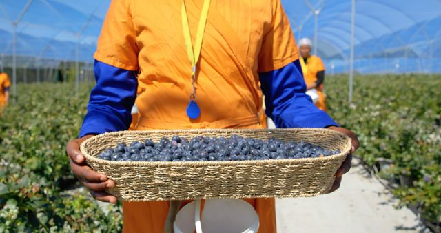 Farmer Holding Basket With Freshly Picked Blueberries in Field - Download Free Stock Images Pikwizard.com