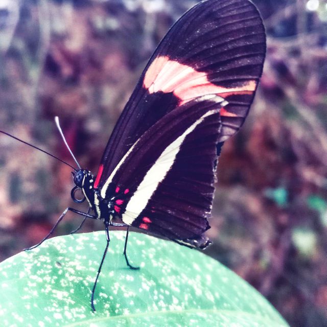 Close-up of Exotic Butterfly on Leaf in Forest - Download Free Stock Photos Pikwizard.com