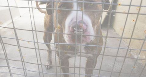 Brindle pitbull pressing nose against metal grid gate on porch with ar data overlays