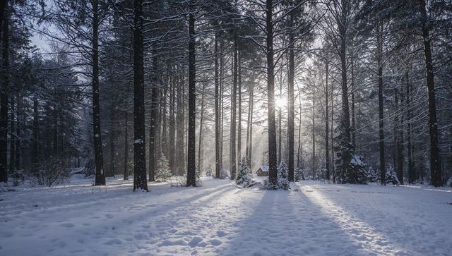 Sunlight piercing snow-covered pine forest clearing with small wooden cabin at dawn