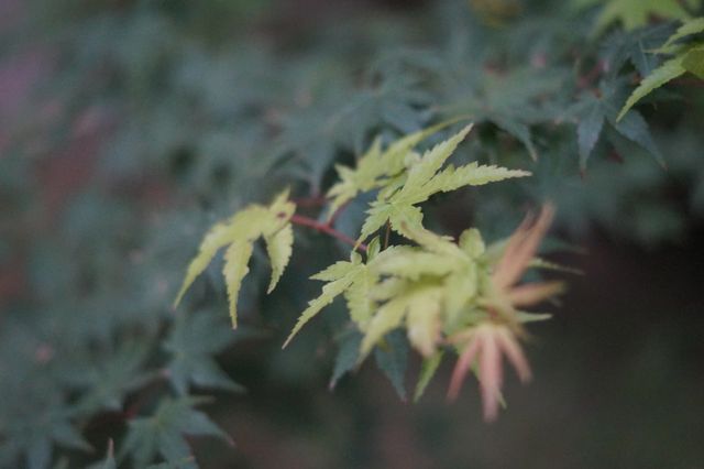 Fresh Green Maple Leaves on Blurred Summer Background - Download Free Stock Photos Pikwizard.com