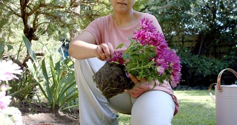Senior Woman Engaging in Gardening with Vibrant Pink Flowers