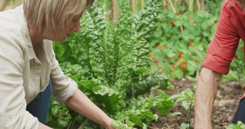 Senior Couple Harvesting Vegetables in Garden Together