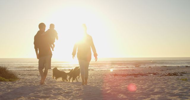 Silhouette of a family walking on the beach at sunset while holding a baby and accompanied by dogs. This type of scene is ideal for use in promotional materials for family retreats, vacation packages, lifestyle blogs, parenting articles, travel brochures, pet care advertisements, and outdoor activity promotions.