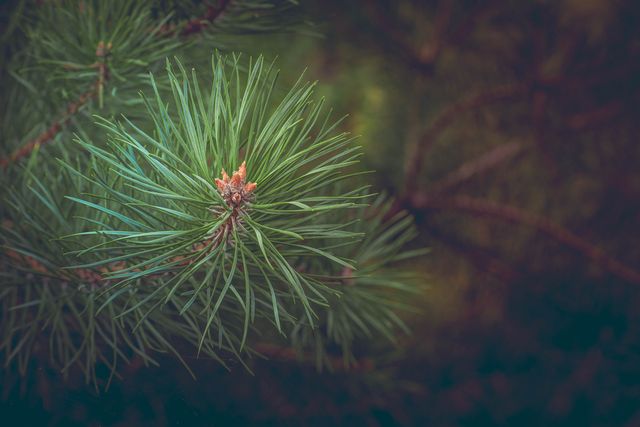 Close-up view of green pine needles on an evergreen tree in a forest. The detailed texture and vibrant green hues highlight the natural beauty of these conifer leaves. This image can be effectively used in numerous nature-related themes such as environmental awareness, botanical studies, relaxation and tranquility brochures, and outdoor adventure advertisements.