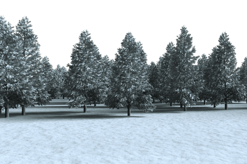 Tranquil Snow-covered Forest Transparent Background Scene - Download Free Stock Videos Pikwizard.com