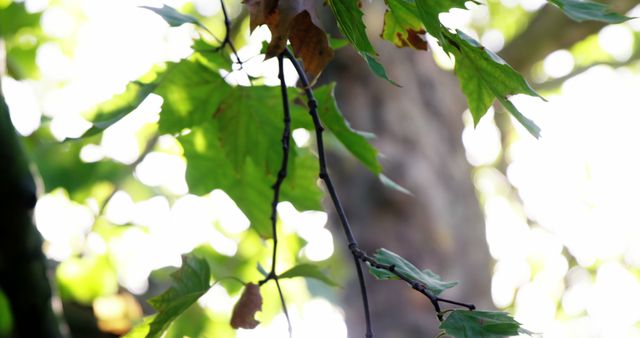 Sunlight Filtering Through Green Leaves in Forest - Download Free Stock Images Pikwizard.com