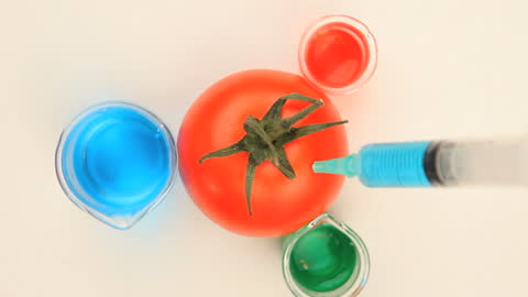 Biotechnology Experiment on Tomato Using Colored Liquid