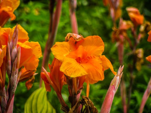 This close-up of bright orange Canna lilies against lush green foliage is perfect for presentations, gardening blogs, plant identification guides, and summer-themed projects. Use it to add a touch of nature and vibrant color to any design or publication.