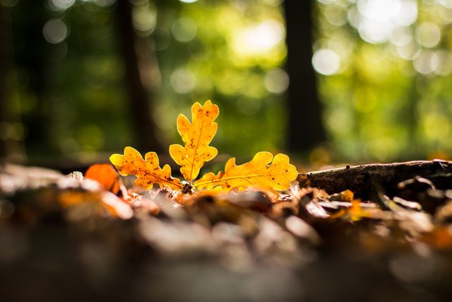 Golden oak leaves illuminated by sunlight create a warm and tranquil forest ambiance with a beautiful bokeh effect. Perfect for autumn-themed projects, nature photography, or seasonal publications showcasing the beauty of fall.