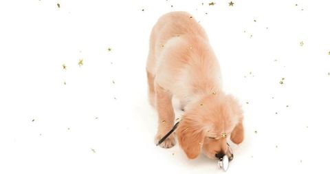 Golden retriever puppy sniffing shiny keychain with gold confetti on high-key white