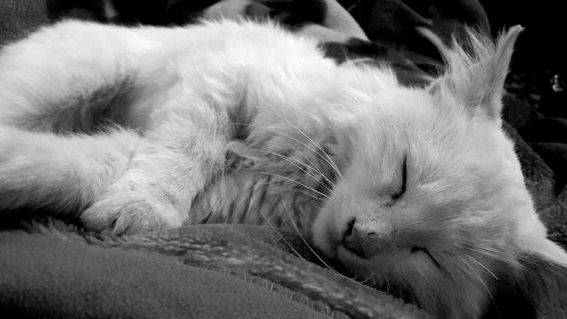 A close-up shot capturing a white fluffy cat sleeping peacefully on a blanket in black and white. Ideal for use in pet product advertisements, websites focused on animal care and breeding, and articles about the calming effects of pets. Suitable for social media posts about relaxation, sleep, and animal welfare.