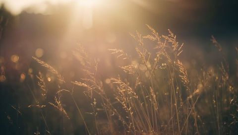 Golden hour backlit meadow grass with soft bokeh, sun flare and tranquil glow