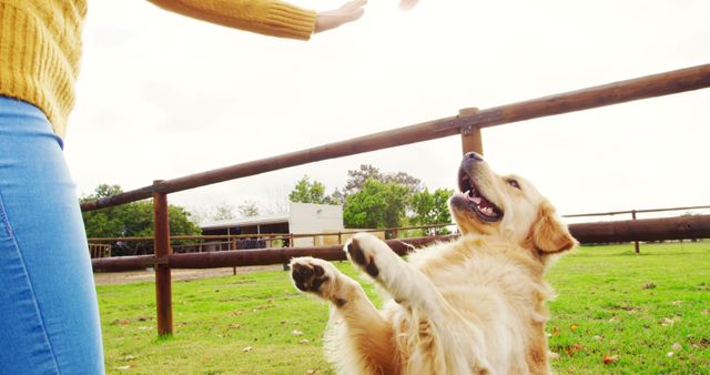 Golden Retriever playing fetch at a rural farm with green grass field and wooden fence. Ideal for promoting outdoor activities, pet health, dog training, and rural lifestyle. Suitable for advertisements, blogs, and articles on pets and rural living.