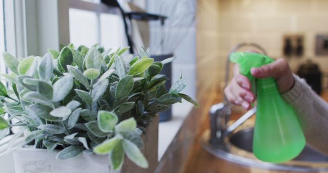 Biracial woman watering plants in kitchen. self isolation quality family time at home together during coronavirus covid 19 pandemic.