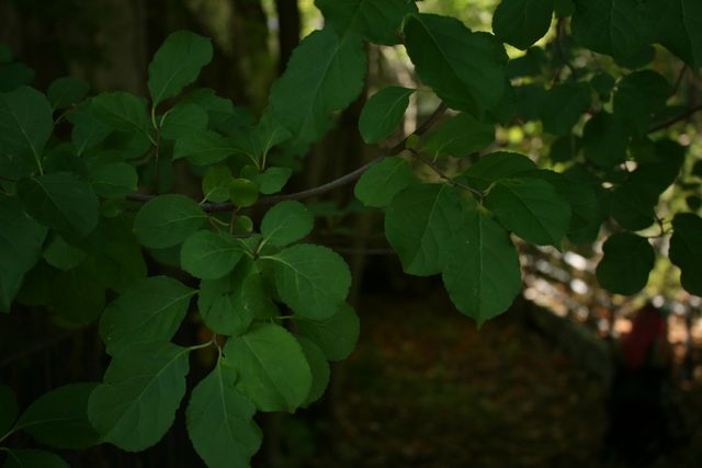 Close-up of Lush Green Leaves in Natural Setting - Download Free Stock Photos Pikwizard.com