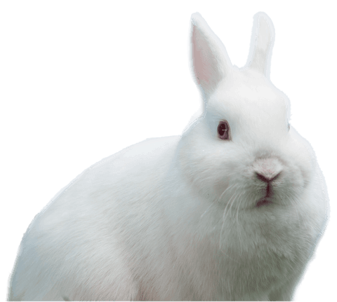 close-up of cute fluffy white rabbit on transparent background - Download Free Stock Videos Pikwizard.com