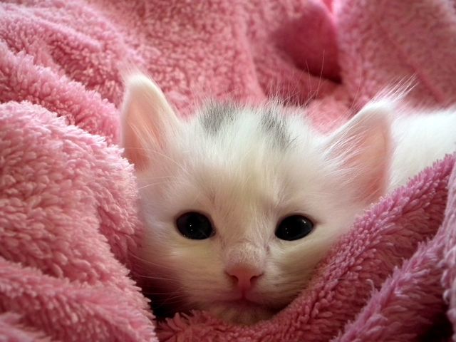 Adorable White Kitten Cuddling in Soft Pink Blanket - Download Free Stock Photos Pikwizard.com