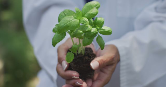 Scientist wearing white lab coat holding small seedling plant with soil in both hands, symbolizing research and environmental sustainability. Ideal for use in topics related to environmental science, organic farming, gardening, sustainable agriculture, and bio-research.