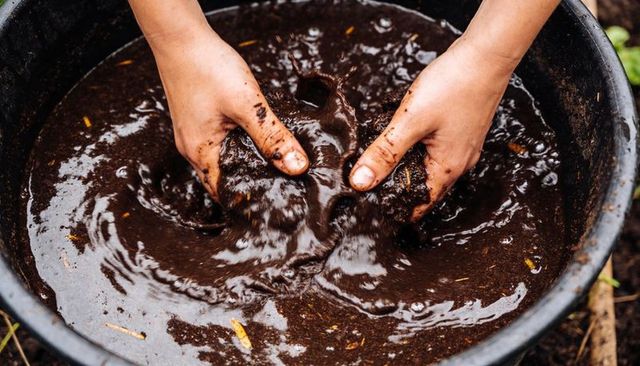 Hands kneading nutrient-rich compost slurry in black basin for backyard gardening