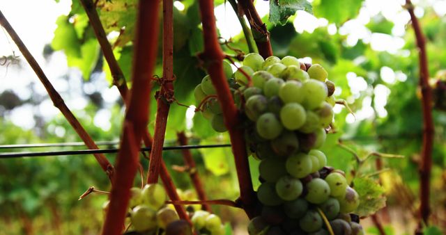 Closeup of vineyard grapes growing on vines during summertime. Ideal for projects related to agriculture, wine production, nature, farming, and food. Useful for illustrating rural lifestyles, landscaping designs, and seasonal summer themes.