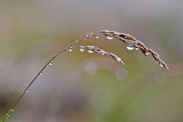 Close-up of grass blade covered in dew drops. Captured in the morning, showcasing nature's delicate details. Perfect for themes of freshness, nature, tranquility, or related to gardening and botany.