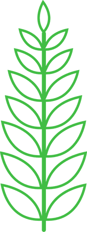 Transparent Illustration of Green Plant with Symmetrical Leaves - Download Free Stock Videos Pikwizard.com