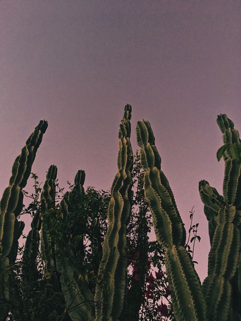 Tall cacti reaching towards a pink sky in the evening, suggesting tranquility and the beauty of arid landscapes. This could be used for desert-themed projects, natural beauty presentations, or serene environment promotions.