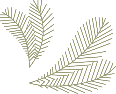 Stylized Botanical Fronds on Transparent Background