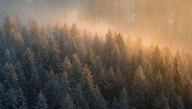 Golden sunrise bathing frosted conifer forest on misty hillside with streaming sunbeams