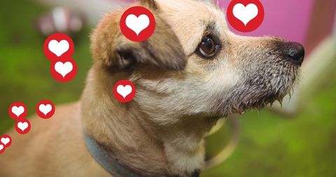 Dog Surrounded by Love Icons in Playful Mood - Download Free Stock Images Pikwizard.com