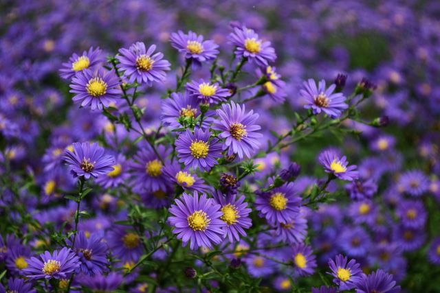 Vibrant Field of Purple Asters in Full Bloom - Download Free Stock Photos Pikwizard.com