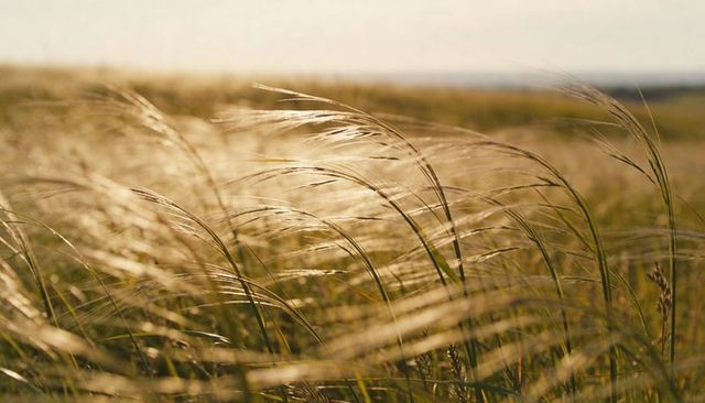 Backlit coastal grasses swaying in golden breeze across dune meadow for natural background