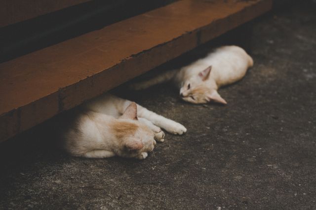 Two cats are sleeping under a wooden bench on a concrete surface, creating a serene and peaceful scene. This image can be used to depict themes of relaxation, peacefulness, or pet care. It is suitable for use in articles, blog posts about pets, and websites dedicated to animal lovers.