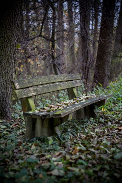 Weathered Wooden Bench in Autumn Forest - Download Free Stock Photos Pikwizard.com