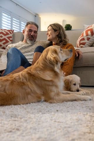Couple cuddling on sofa with golden retriever and puppy on plush living room rug