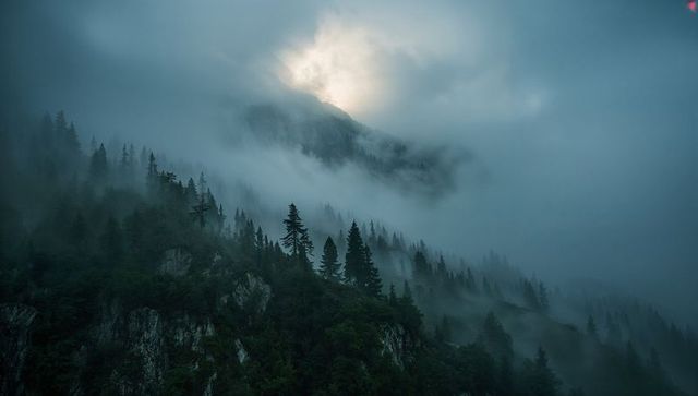 Misty alpine ridge with towering pines and halo light breaking through remote dense fog