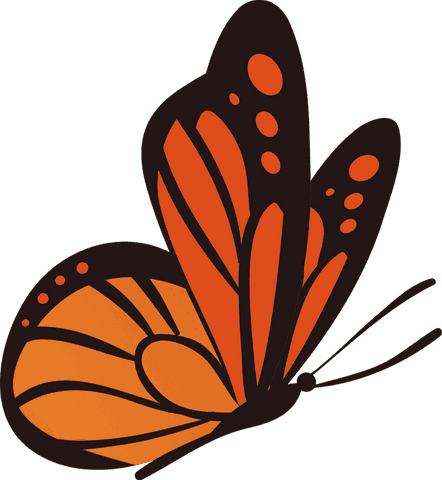 Vibrant Orange Butterfly with Black Patterns on Transparent Background - Download Free Stock Videos Pikwizard.com